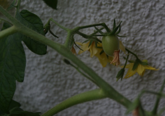 pomidory2
